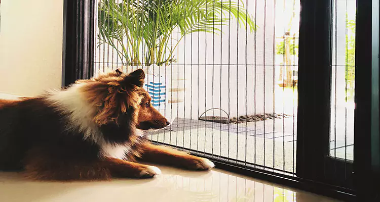 Sliding Screen Pet Door Repair in Cutler Bay, FL