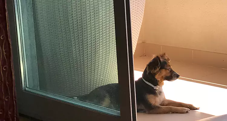 French Door Pet Screen Repair in Cutler Bay, FL